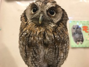 20170306huku-2-300x225