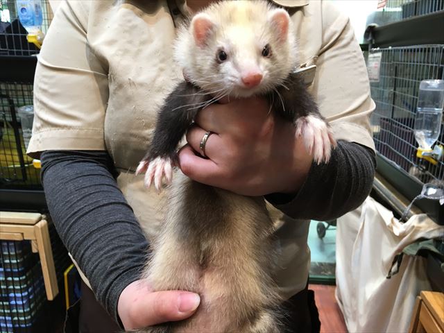 千葉 フェレット 赤ちゃん かわいい フェレットワールドららぽーと店のブログ