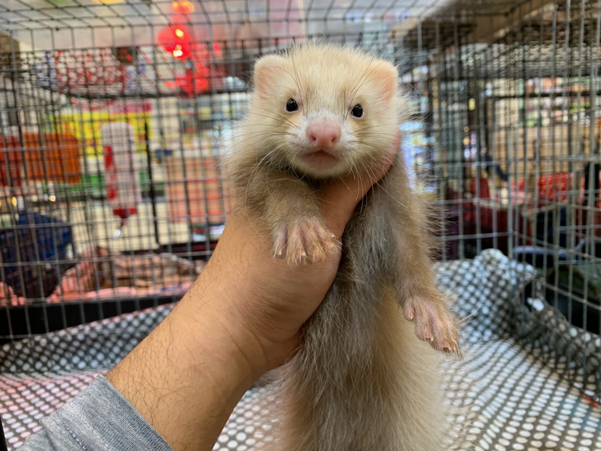 動画 ファーファームアンゴラフェレット ブラウン 男の子 | FERRET WORLD