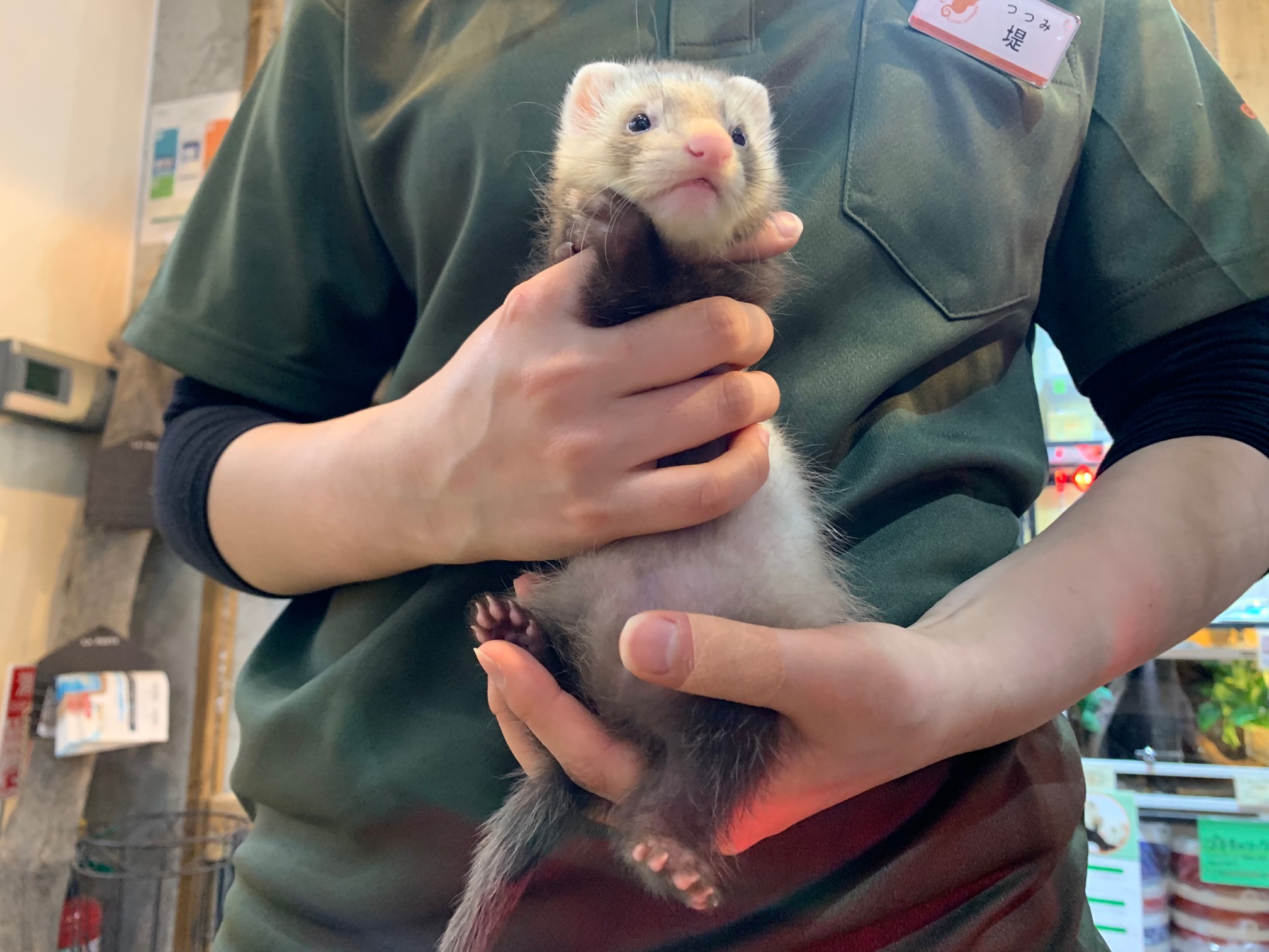 動画 ピーターセンフェレット 赤ちゃん 入荷しました Ferret World