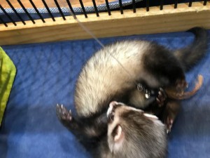 IMG_9143_R