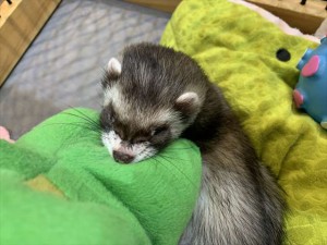 IMG_9668_R