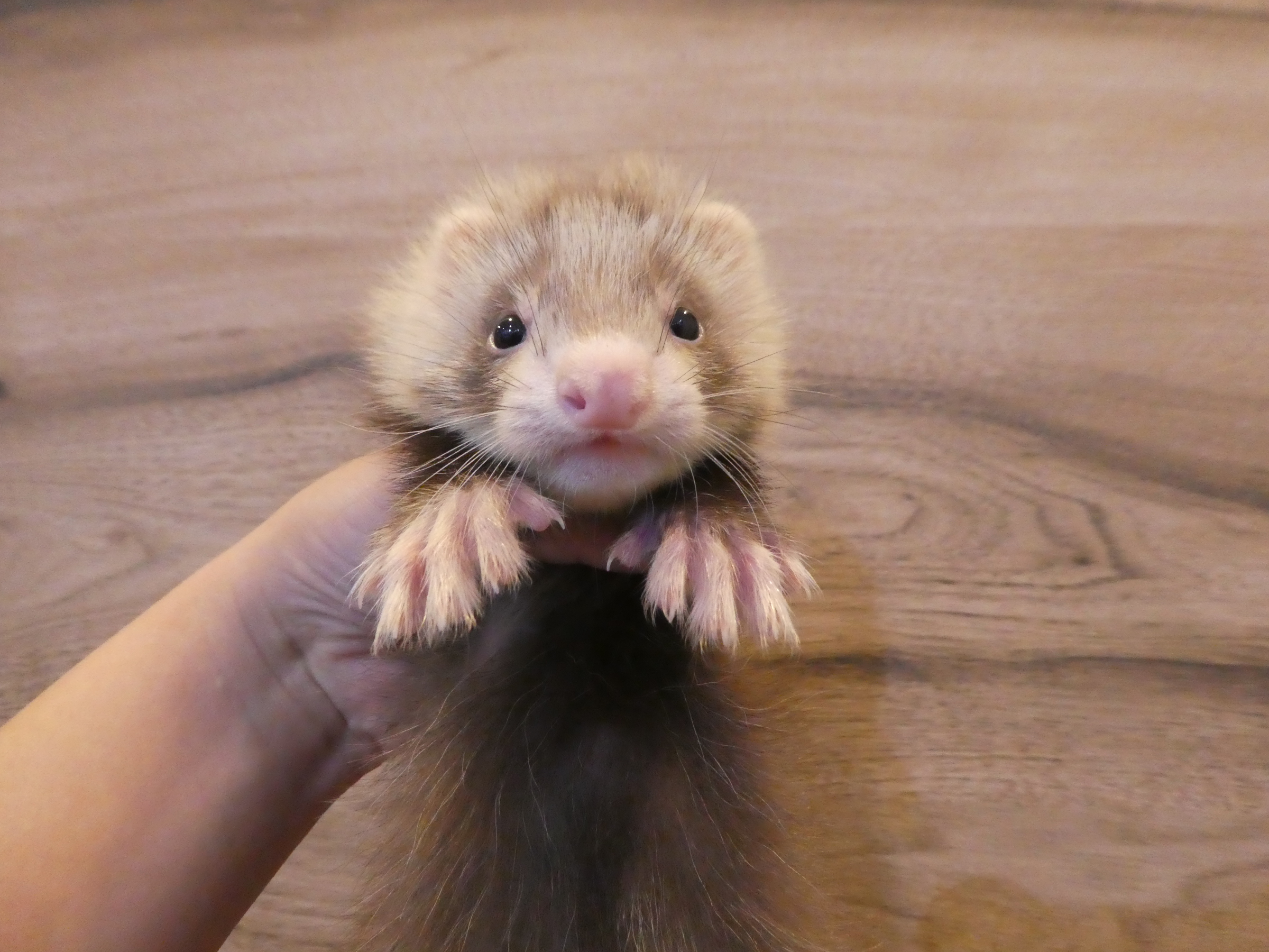 7 18新入荷 個別紹介 ファーファームの赤ちゃんが仲間入り 中野店 Ferret World