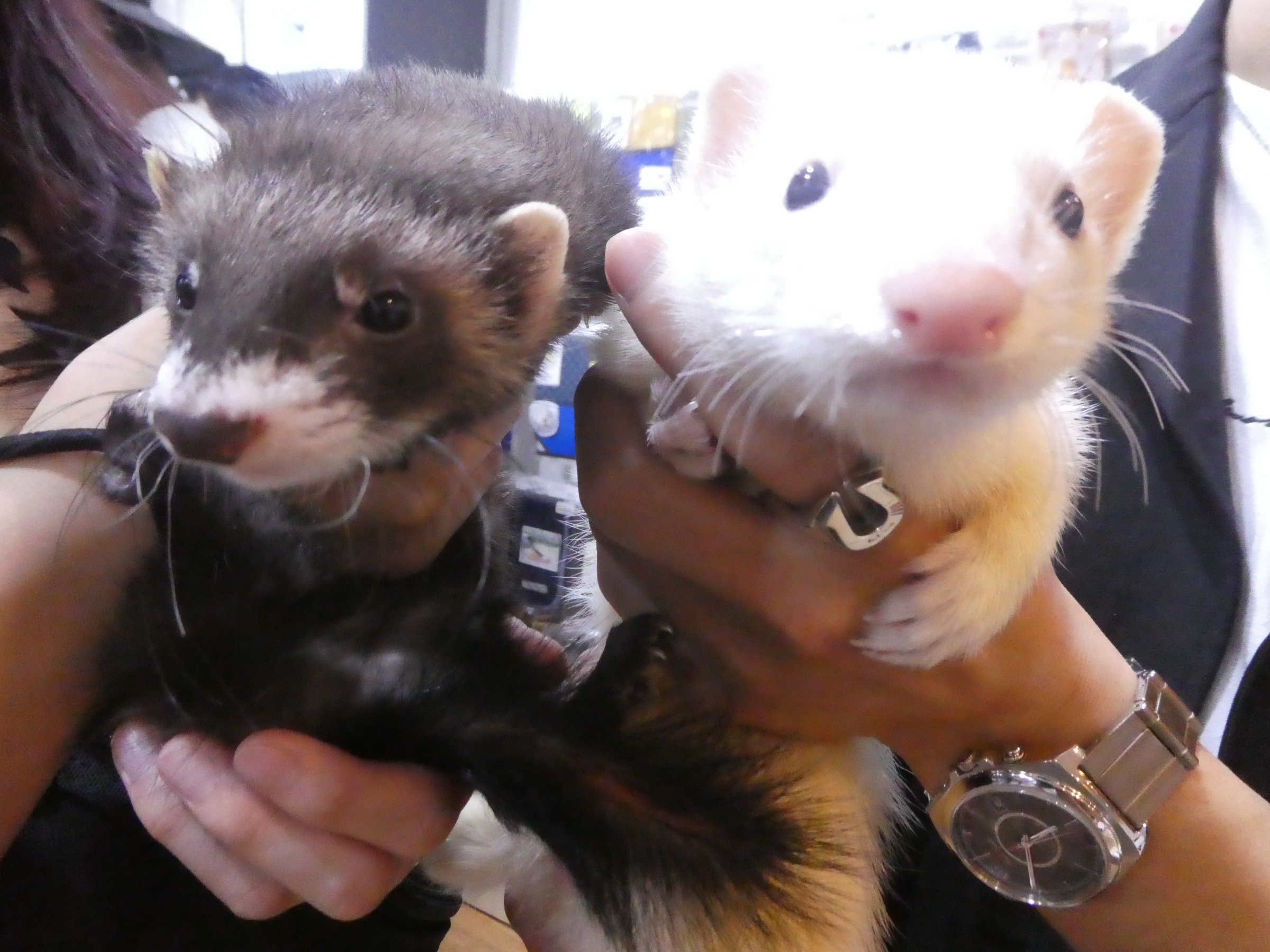 8 7 8 18 家族が決まりました 中野店 Ferret World 8 7 8 18 家族が決まりました 中野店 Ferret World