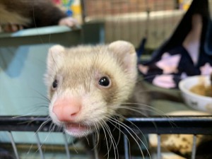 IMG_1250_R
