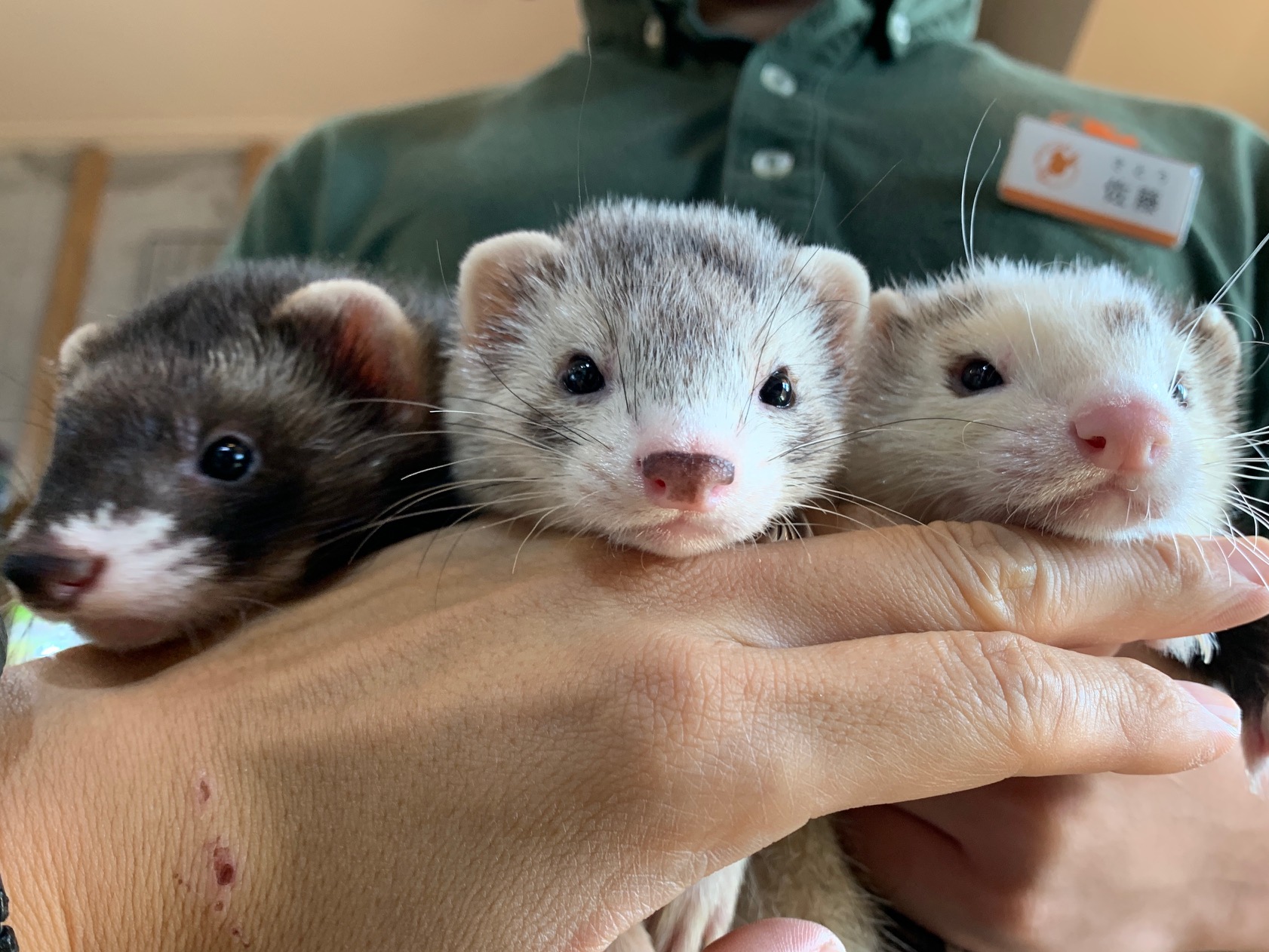 動画 マーシャルフェレット 入荷しました 吉祥寺店 Ferret World