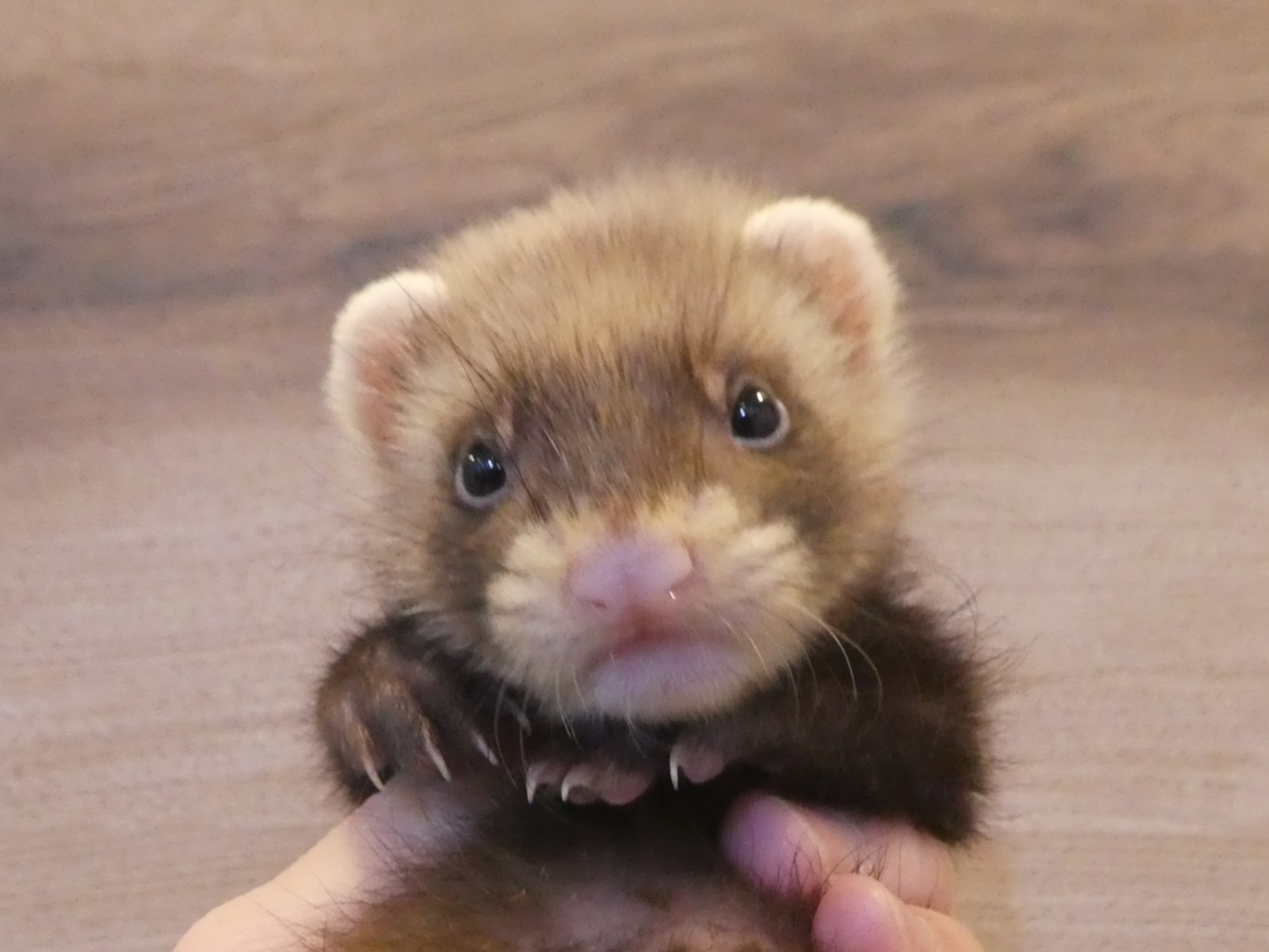 個別紹介 12月21日パスバレーフェレットの赤ちゃんが仲間入り 中野店 Ferret World