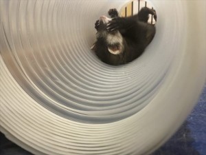 IMG_0223_R