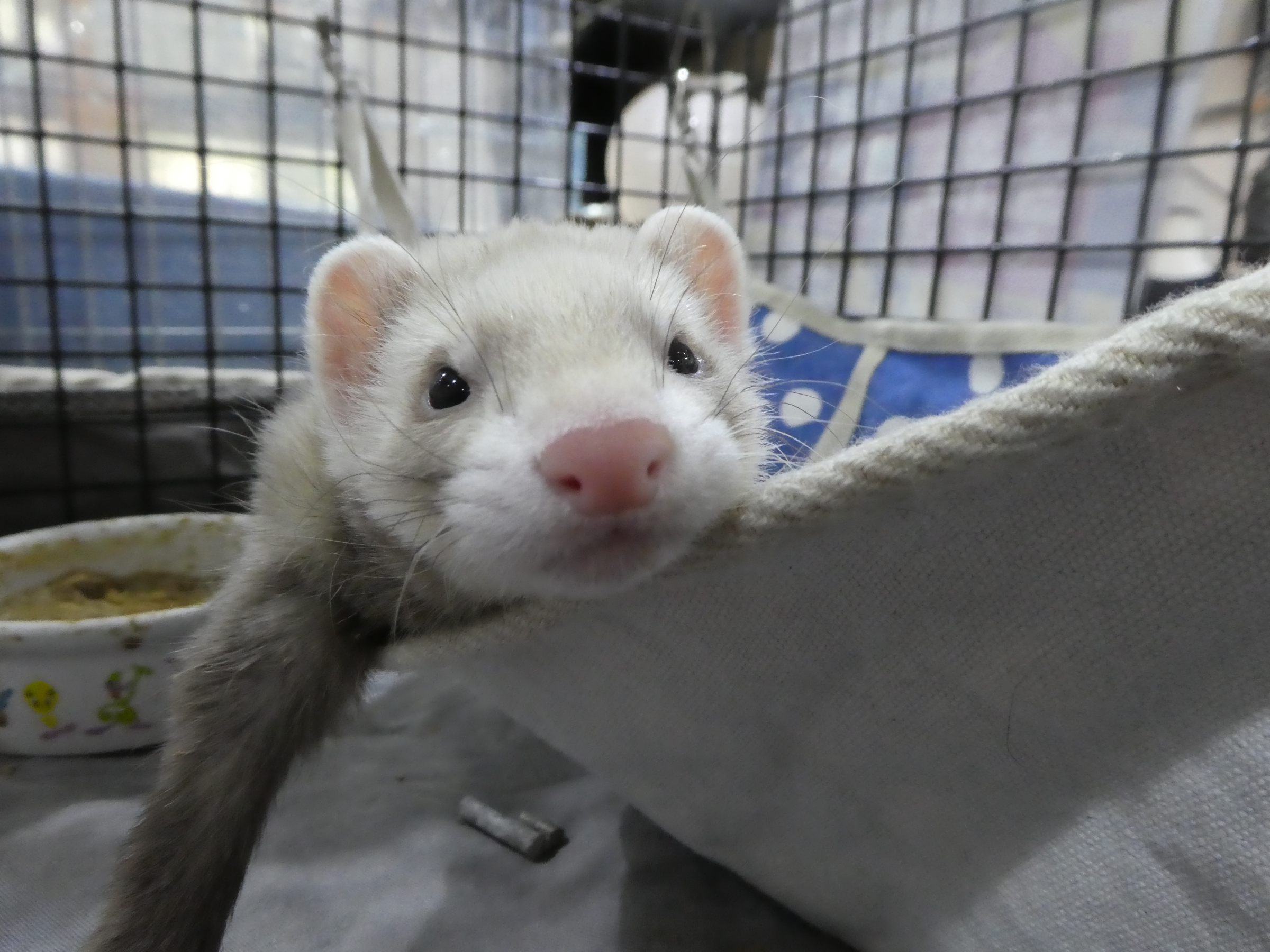 動画 ルビーフェレットの赤ちゃんがすくすく成長中 中野店 Ferret World