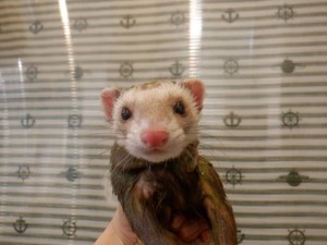 DSCF8095_R