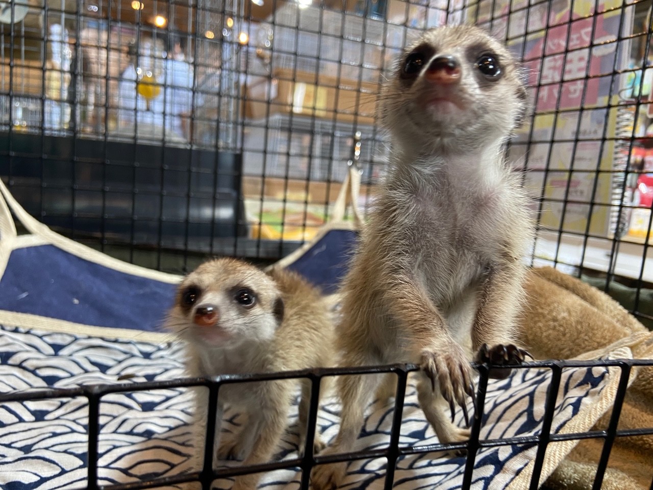 動画 とっても可愛いミーアキャットの赤ちゃんのご紹介 吉祥寺店 Ferret World