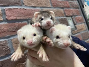IMG_2483_R