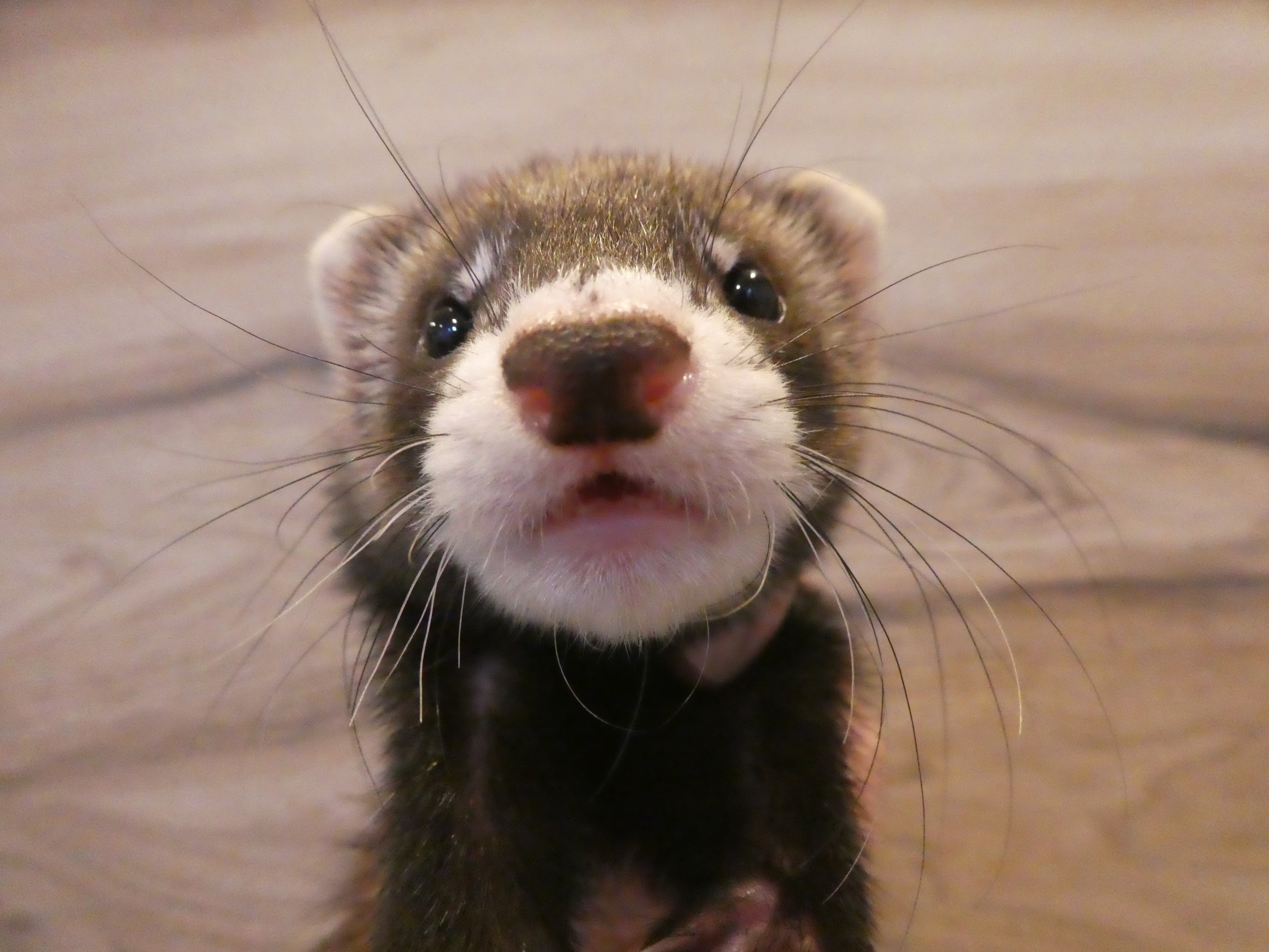 8 14新入荷 個別紹介 マウンテンビューフェレットの赤ちゃんが仲間入り 中野店 Ferret World