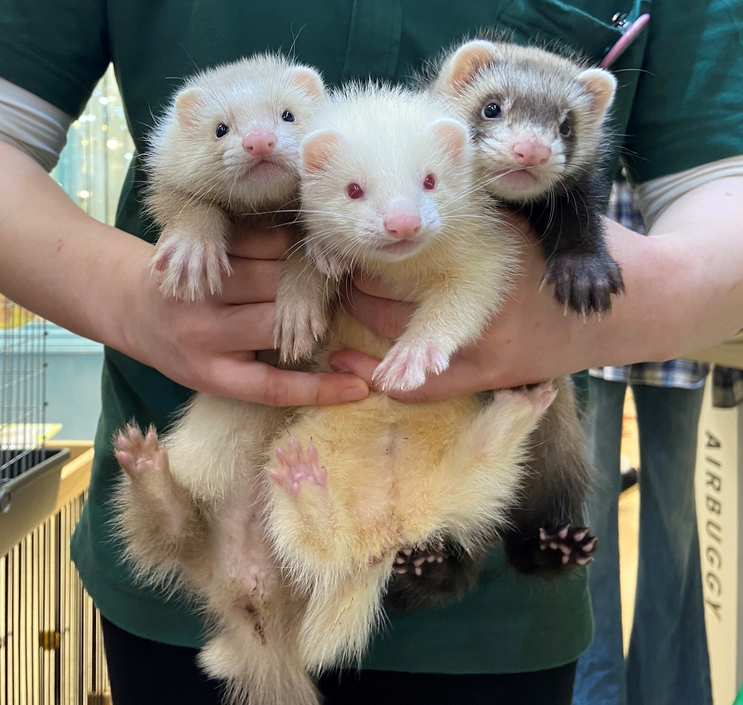 動画 ファーファームフェレットの赤ちゃん達が入荷しました ららぽーと立川立飛店 Ferret World