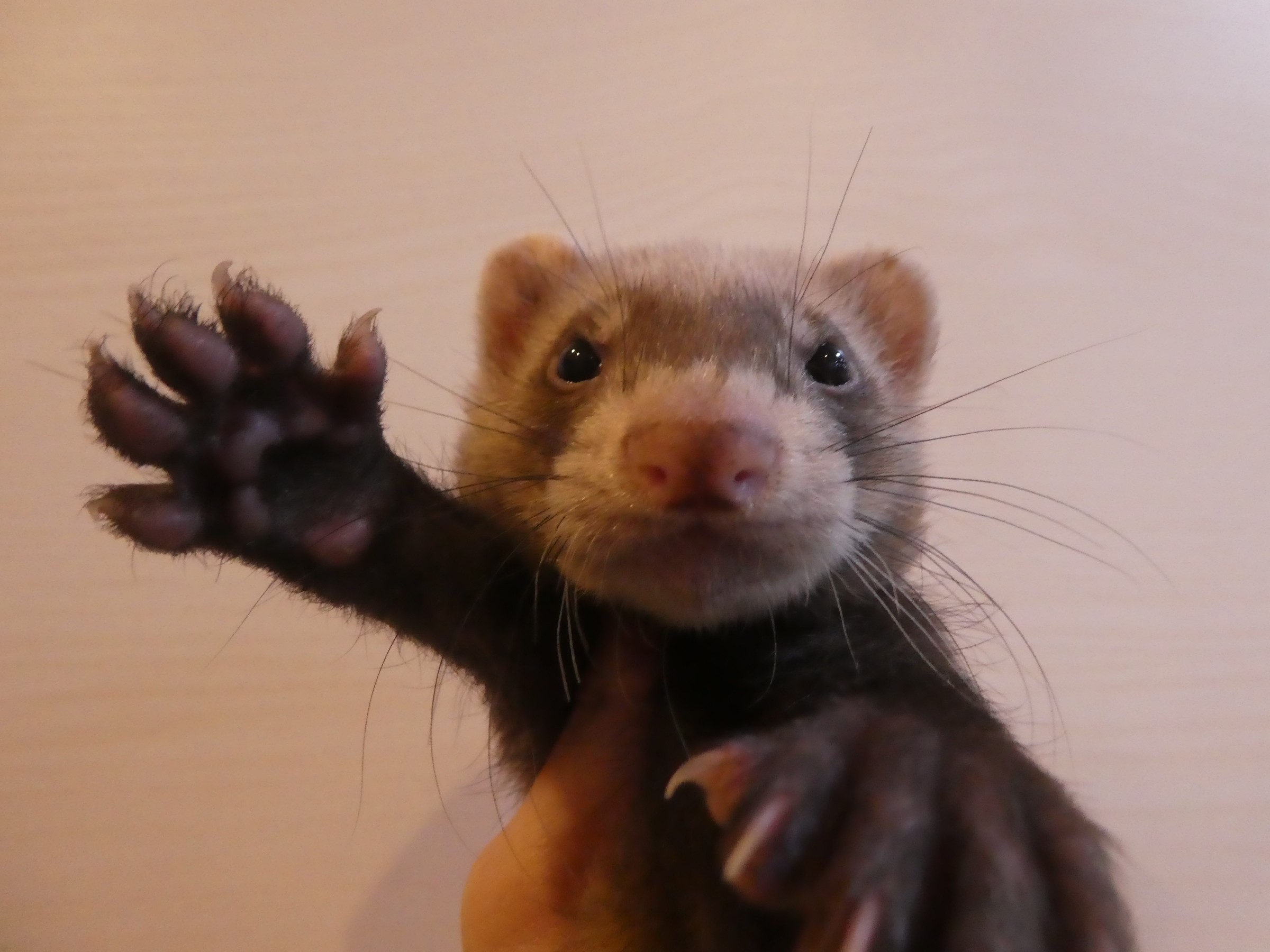 9 26新入荷 ホールデンフェレットの赤ちゃんが仲間入り 中野店 Ferret World