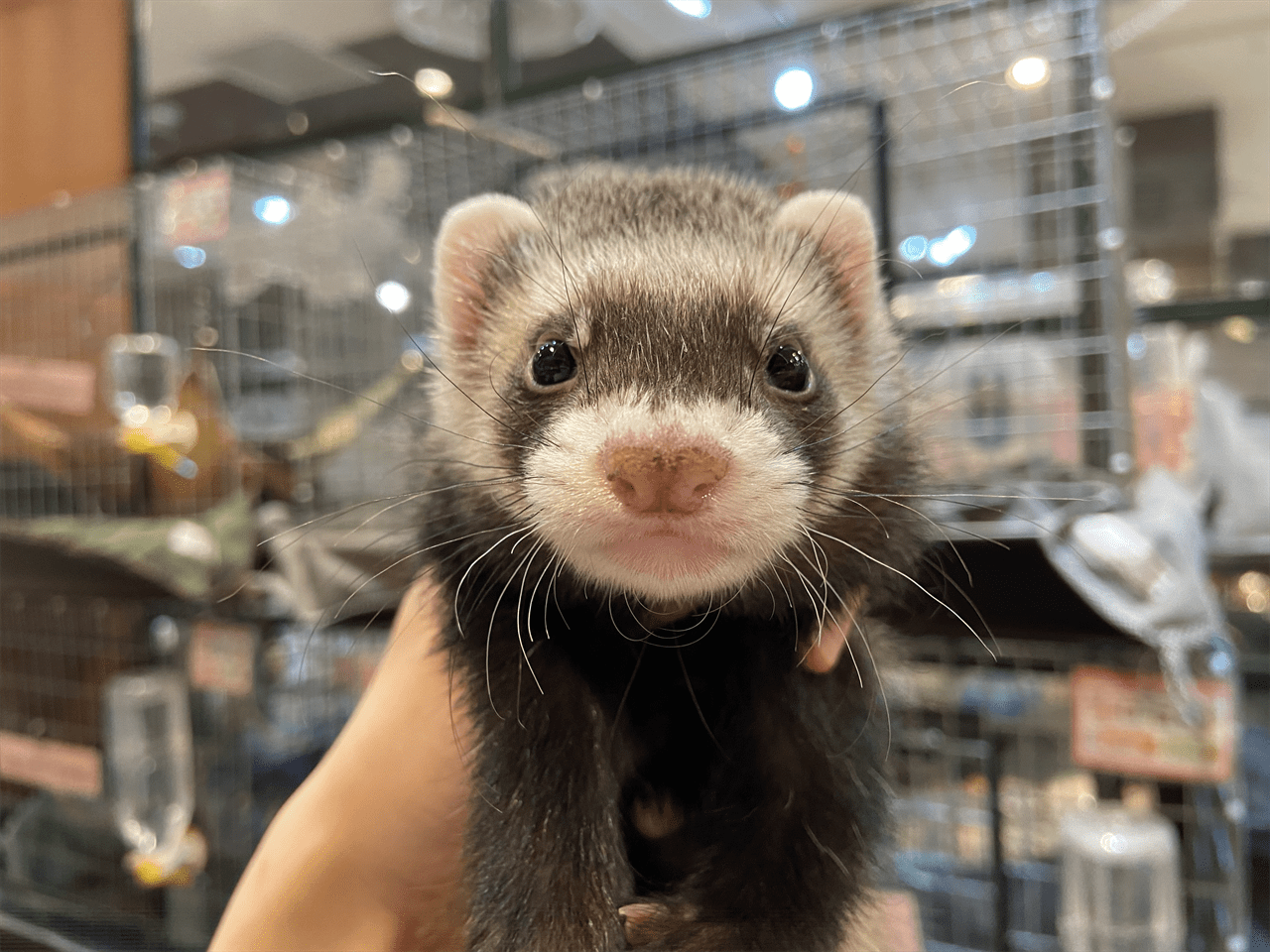 動画】マーシャルフェレット セーブル 男の子 ららぽーと店 | FERRET WORLD