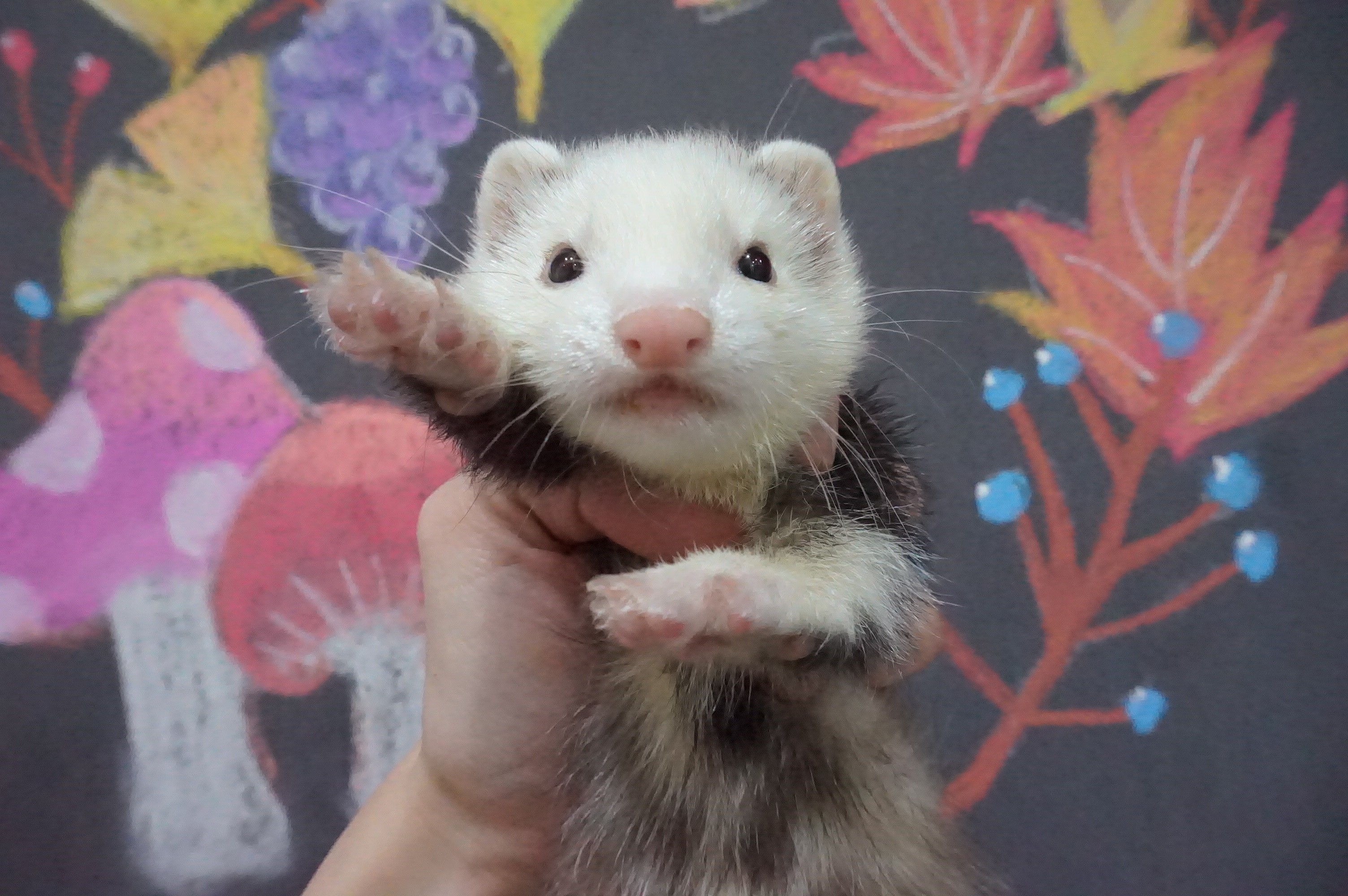 動画 マーシャルフェレットの赤ちゃんがすくすく成長中です 中野店 Ferret World