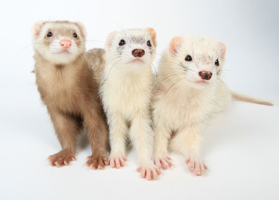フェレットの多頭飼育 Ferret World