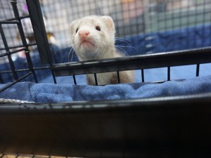 DSC09006_R