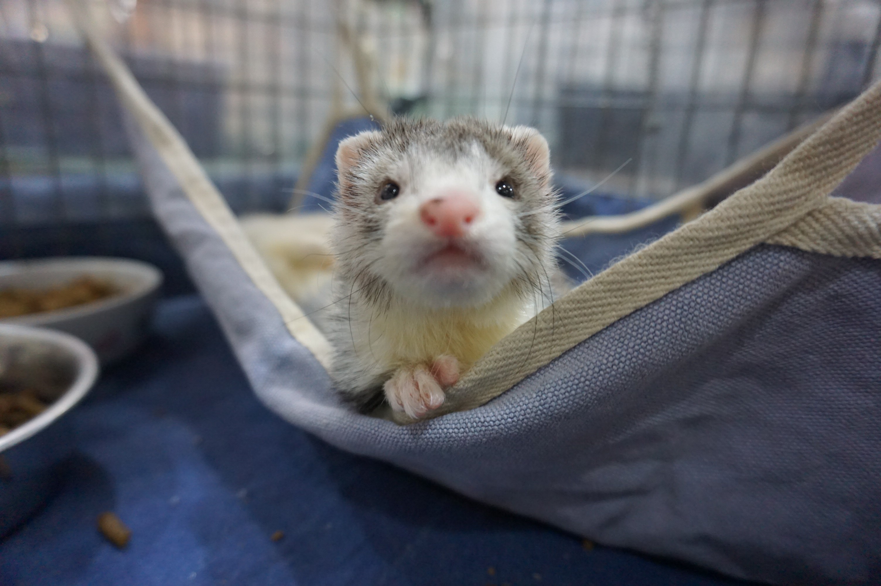 動画 マーシャルフェレットの赤ちゃんがすくすく成長中です 中野店 Ferret World