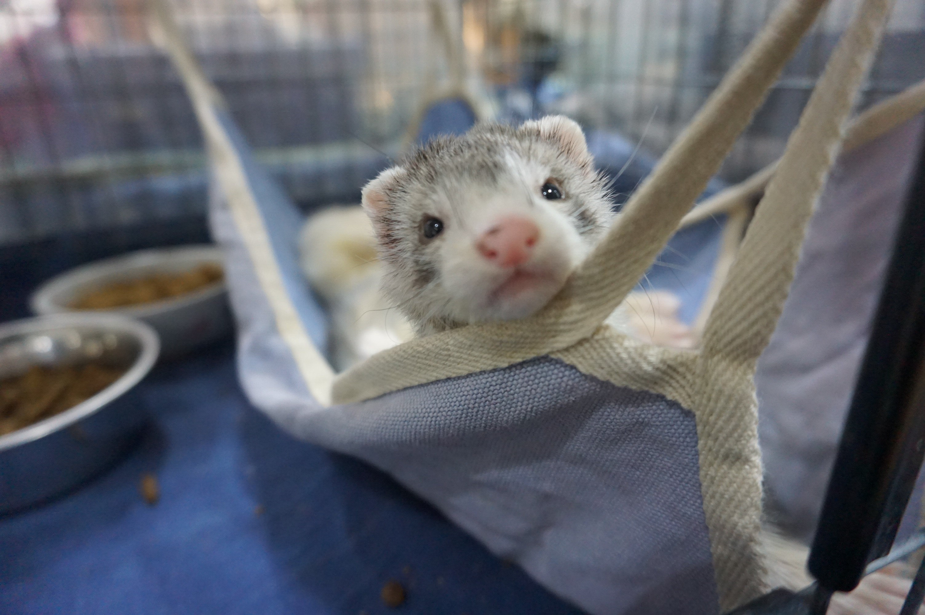 動画 マーシャルフェレットの赤ちゃんがすくすく成長中です 中野店 Ferret World