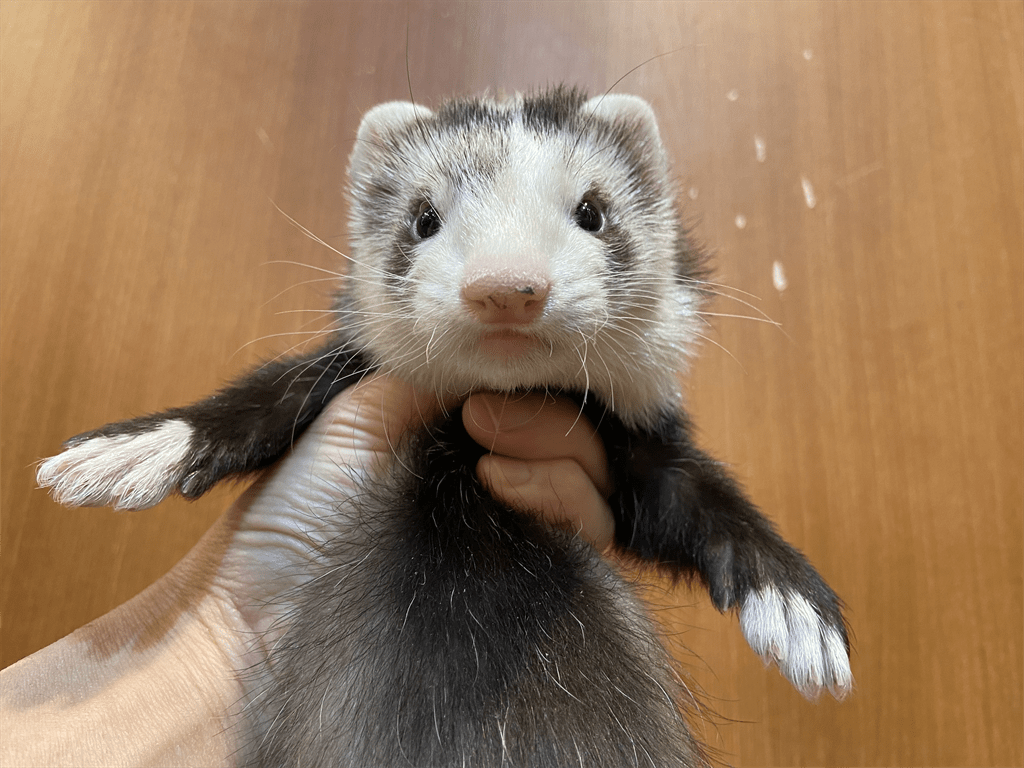 動画 マーシャルフェレット ブレイズ 男の子 ららぽーと店 | FERRET WORLD