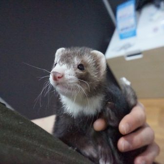 個別紹介 マウンテンビューフェレットがすくすく成長中 Ferret World 個別紹介 マウンテンビューフェレットがすくすく成長中 Ferret World
