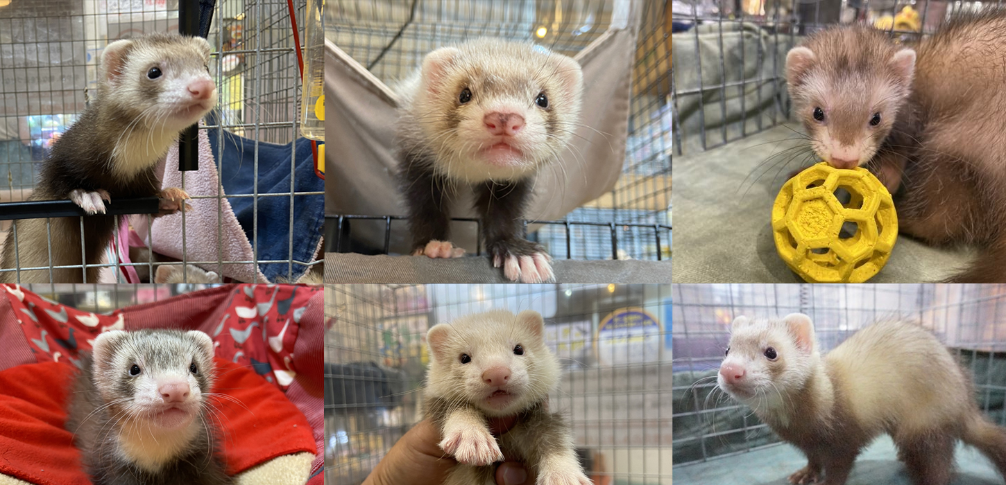 Ferret World