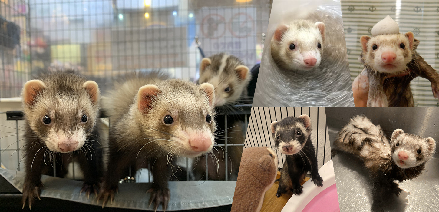 Ferret World