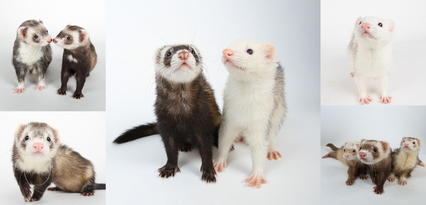 Ferret World