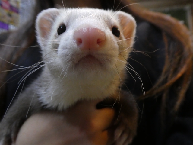 家族が決まりました 5 9 5 16 Ferret World