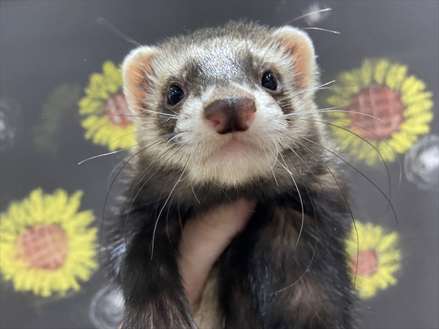 個別紹介 マーシャルフェレットがすくすく成長中 Ferret World