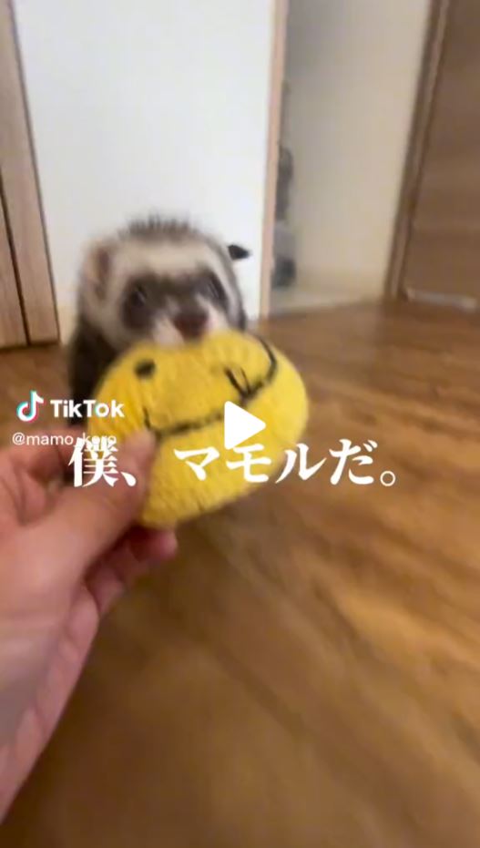 お部屋の充実は心の余裕に繋がるぞ！🏠