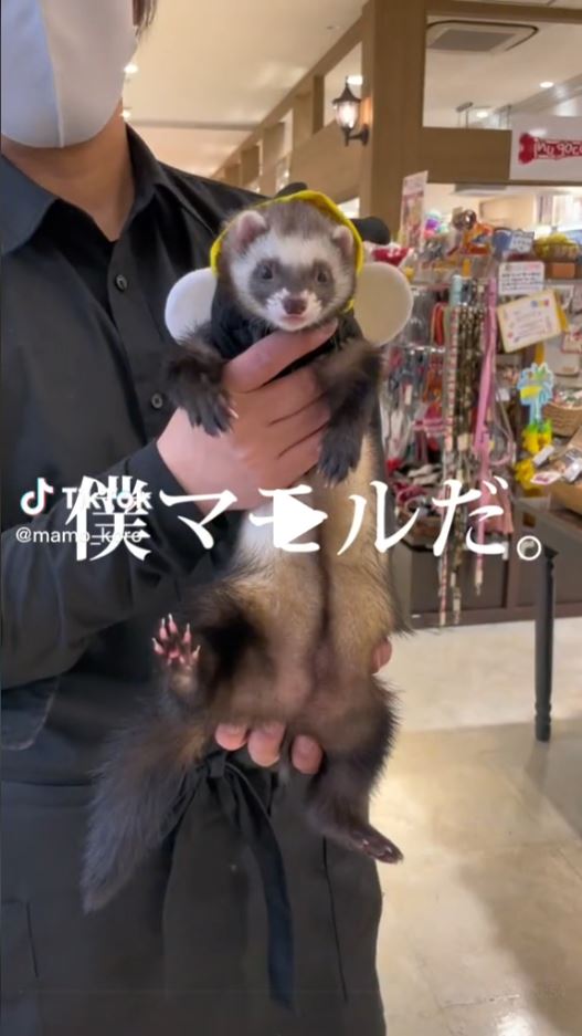 フェレットワールド全店でやってます🎨