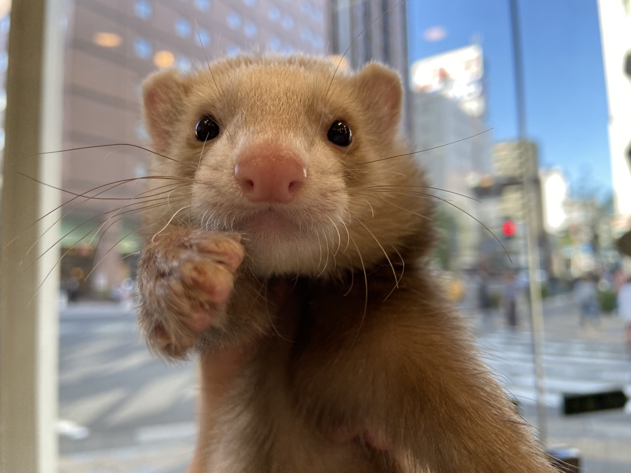 家族が決まりました☆(3/30~4/17) | FERRET WORLD