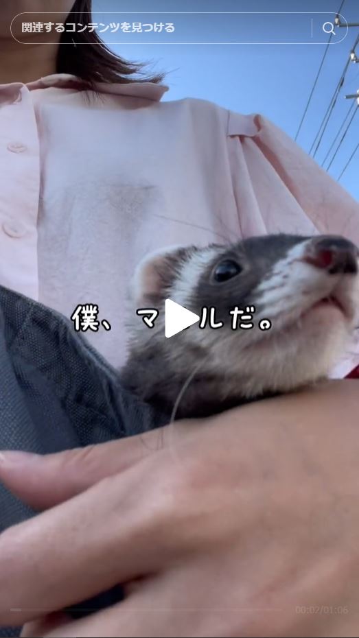 むちゃゴリフェレットになるまでの軌跡⭐️