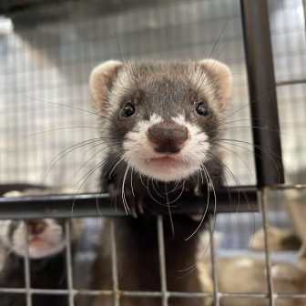 FERRET WORLD | ページ 88