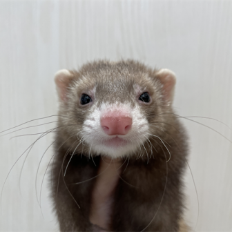 FERRET WORLD | ページ 88