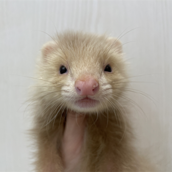 FERRET WORLD | ページ 88