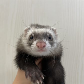 くったり　ロングフェレット　白、グレー2体 FERRET WORLD | ページ 88