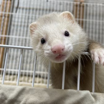 FERRET WORLD | ページ 88