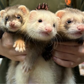 FERRET WORLD | ページ 88