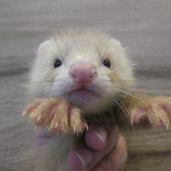 FERRET WORLD | ページ 88