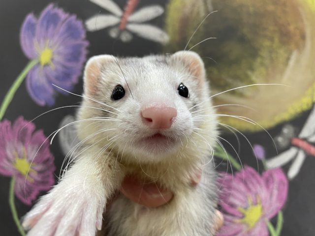 個別紹介】マーシャルフェレットがすくすく成長中♪ | FERRET WORLD